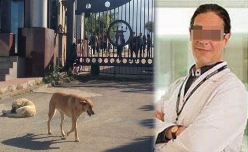 Olacak iş değil! Profesör başıboş köpeği bıçakladı