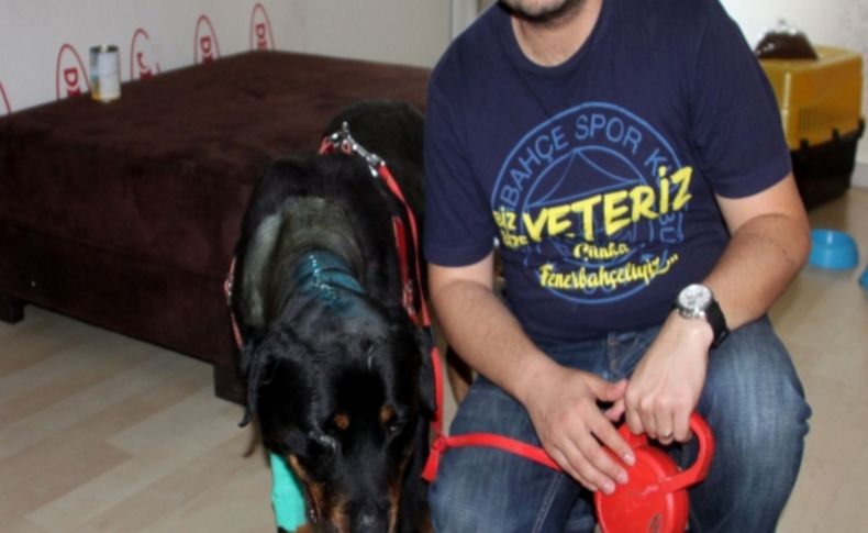 Omurilik ameliyatı geçiren köpek yeniden yürümeye başladı
