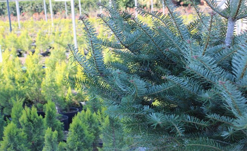 Orman Bölge Müdürlüğü, yılbaşı ağacı olması için göknar fidanı yetiştirdi