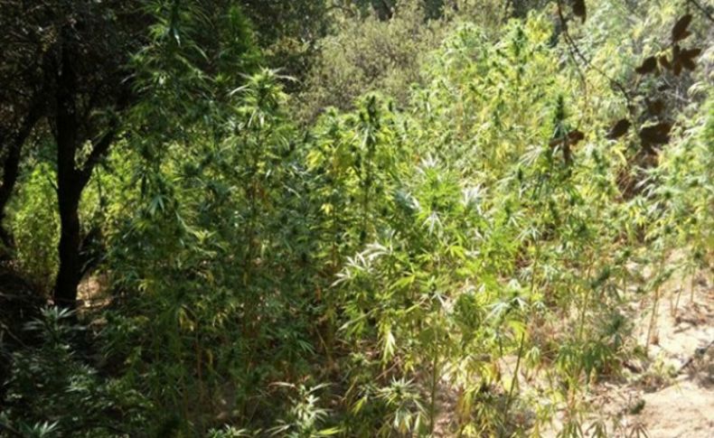 Ormanlık alanda 515 kök hintkeneveri ile geçirildi