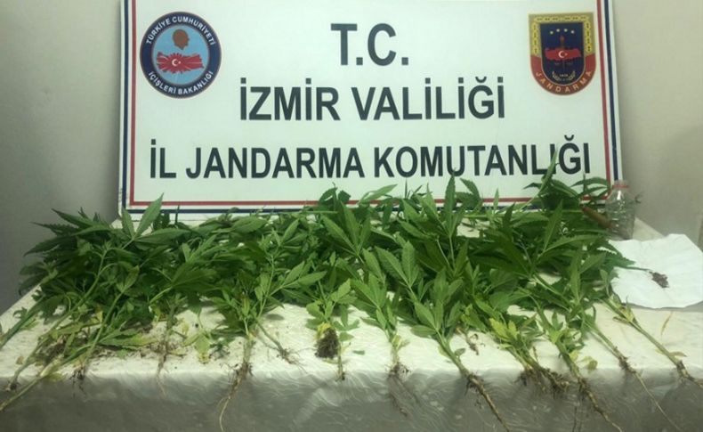 Ormanlık alanda Hint keneviri yetiştiren 2 kişi yakalandı