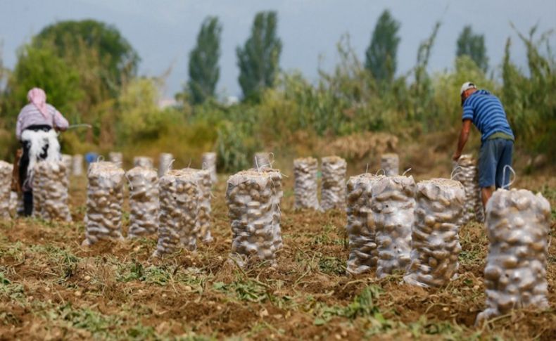 Patatesin 'ateşini' hasat düşürdü