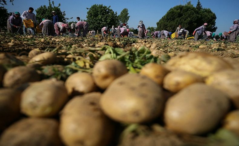 Patatesin fiyatı hasatla düştü