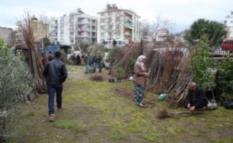 Tire'de fidan pazarına yeni yer