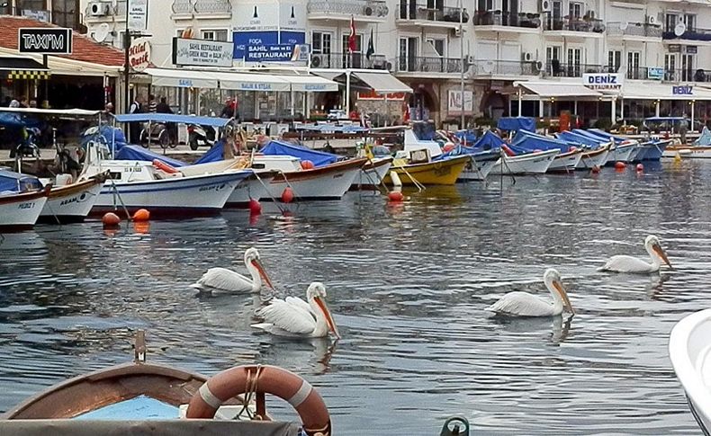 Pelikanlar bu yıl da Foça'yı mesken tuttu