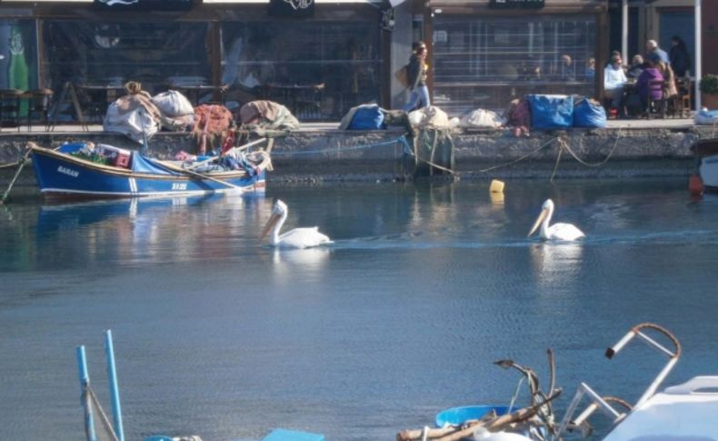 Pelikanlar Foça'yı sevdi