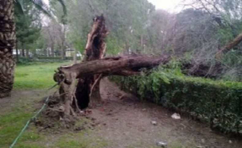 Büyükşehir'den Lodos raporu