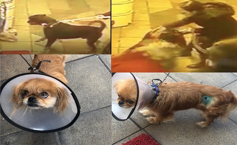 Rottweiler'ın süs köpeği 'Şila'ya saldırısı kamerada