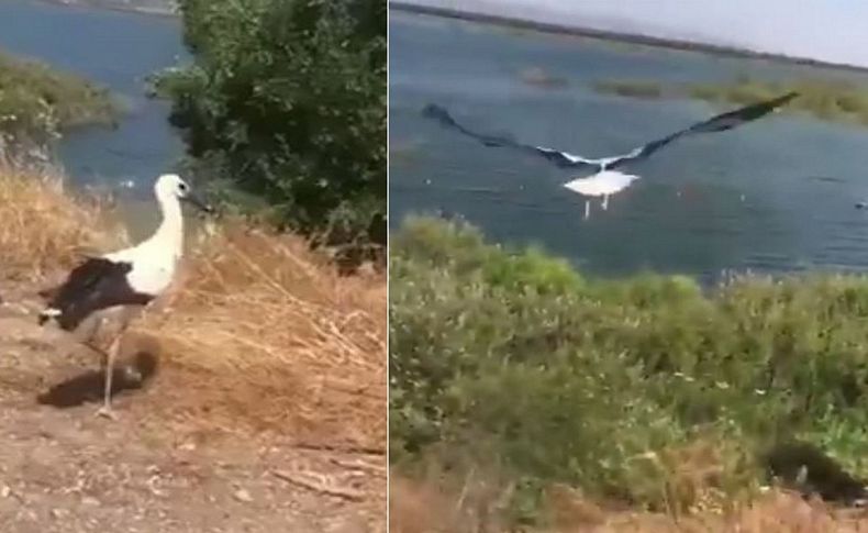 İzmir'de sağlığına kavuşan leyleğin uğurlanma anı gülümsetti