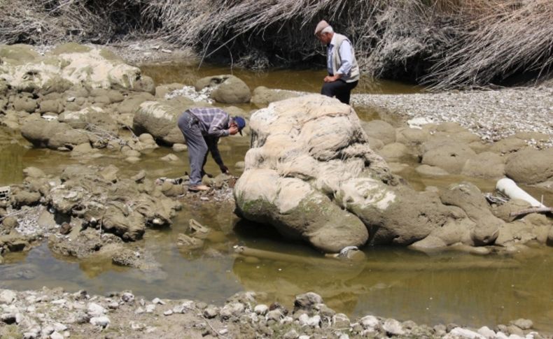 Sakarya Nehri kurudu, çiftçi endişeli