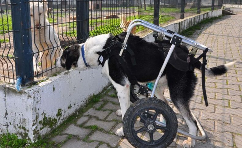 Avcılar sakat bıraktı yürüteçle ayağa kalktı