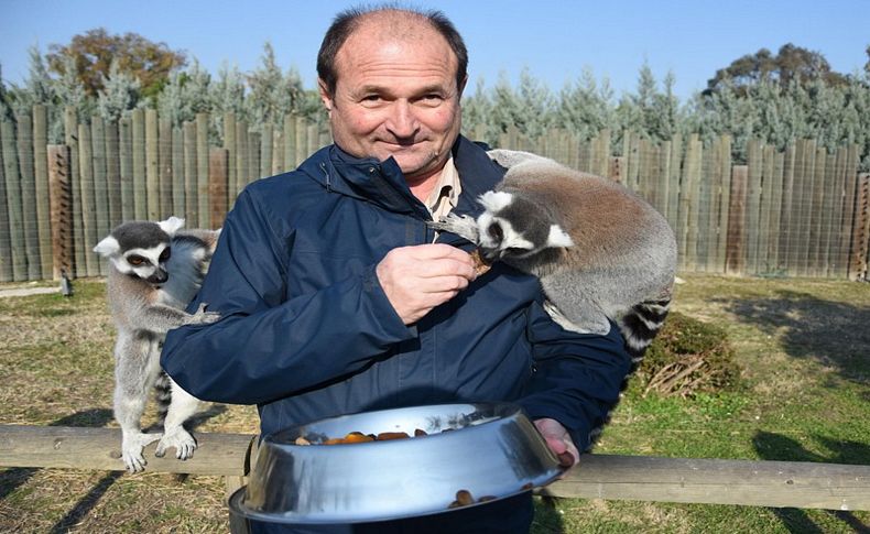 Sasalı'daki maymun ve lemurlar çerez ve kuru meyveyle besleniyor