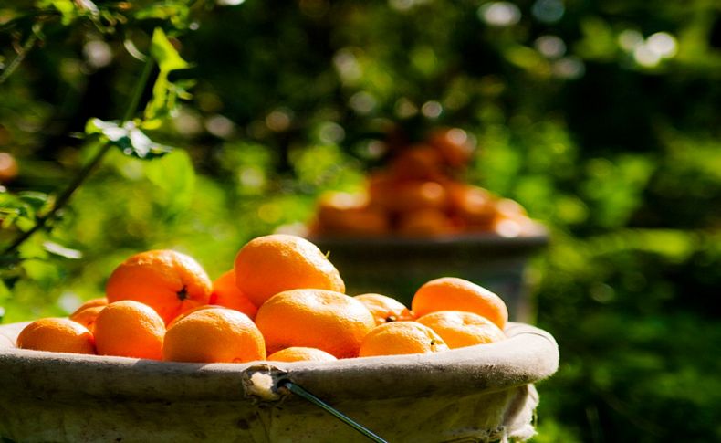 Satsuma ihracatı 8 Ekim'i bekliyor