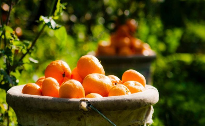 Satsuma mandalinası ihracat yolcusu