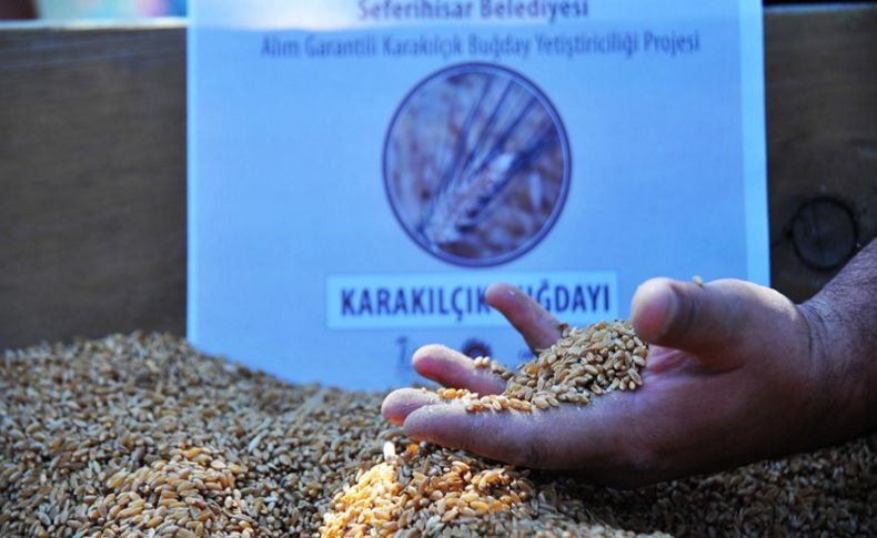 Seferihisar'da buğday hamlesi