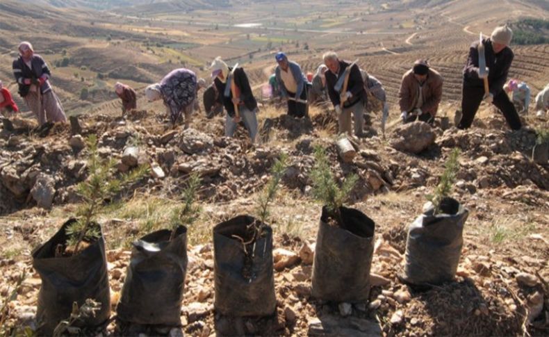 Seferihisar'daki orman yangının izleri siliniyor