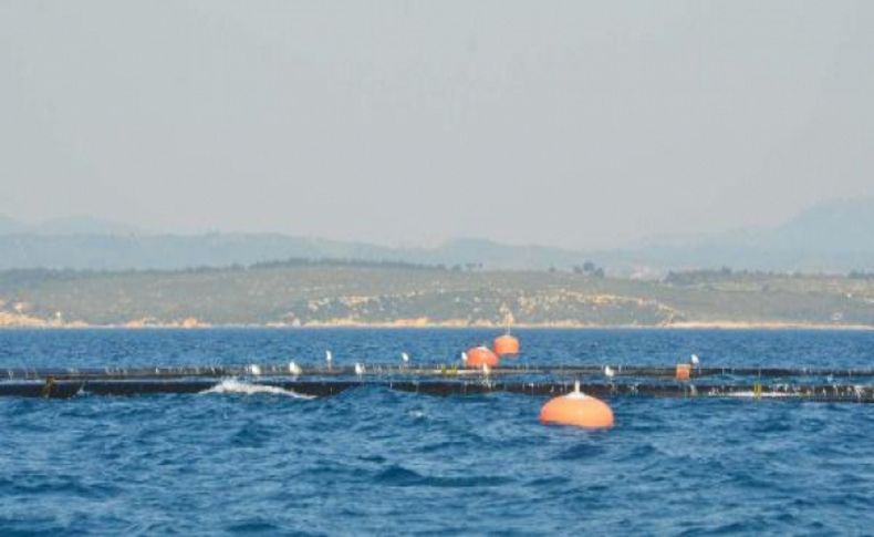 Seferihisar’a orkinos çiftliği kuruldu
