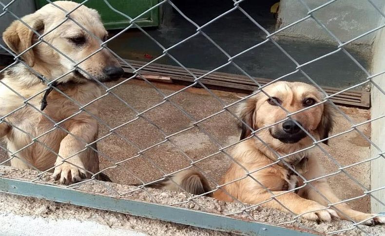 SEHAYDER: Barınaklar terk edilen cins köpeklerle doldu