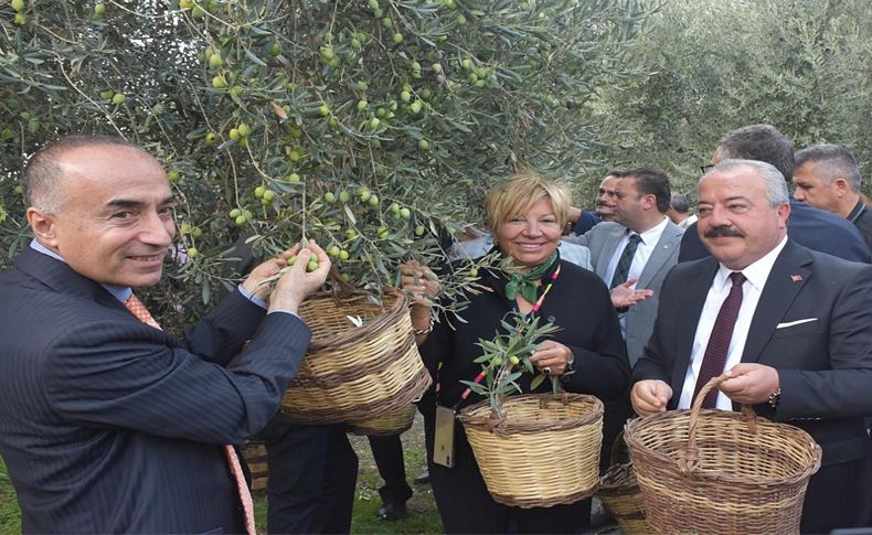 Selçuk'ta zeytin hasadı