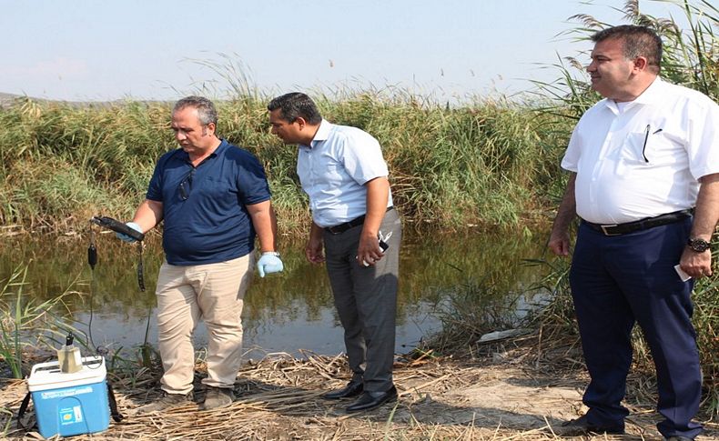 Selçuk'taki balık ölümlerinin nedeni araştırılacak