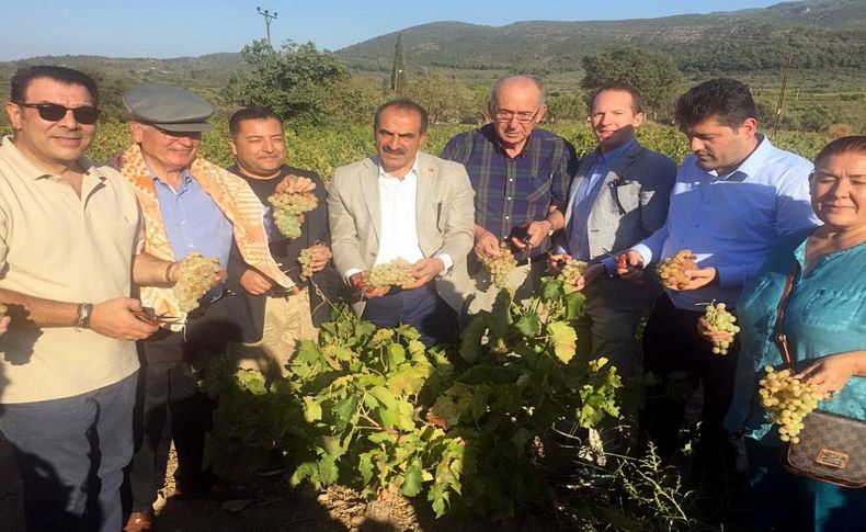 Selçuk üzüm festivaliyle renklendi