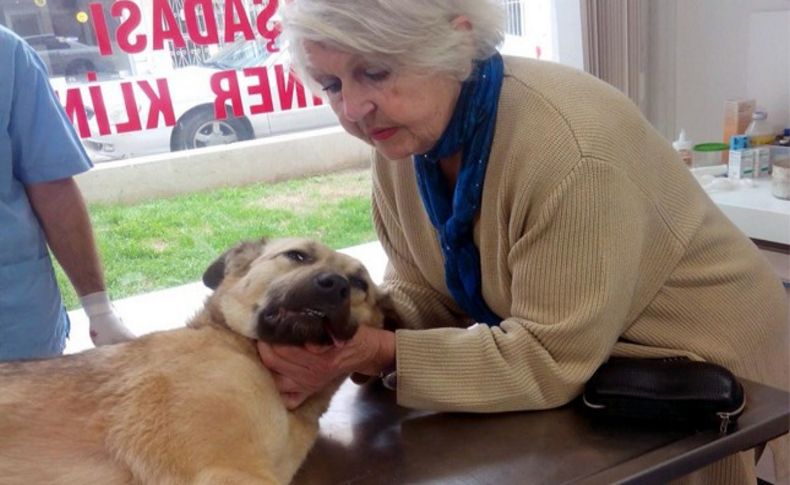 Selçuk'taki köpekler kısırlaştırılıyor