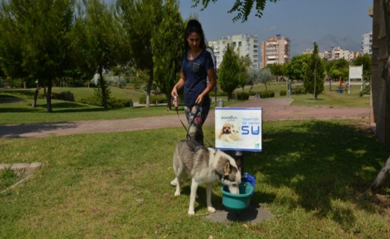 Sevimli dostlar için bir damla su