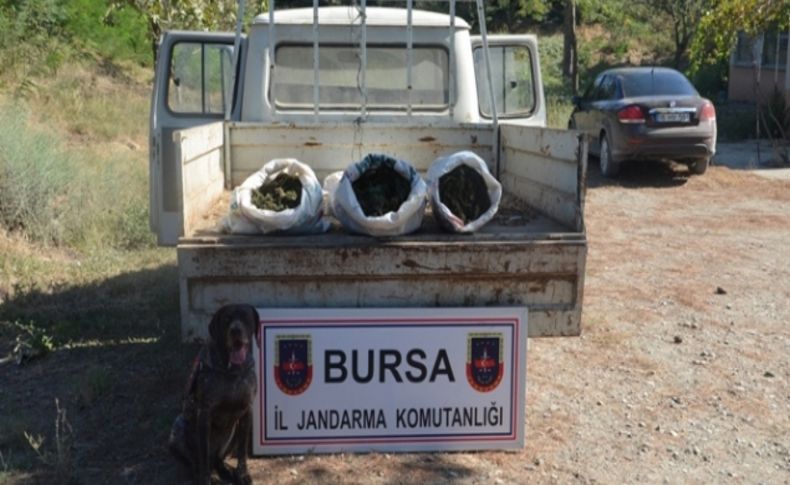 Seyir halindeki kamyonette 25 kilo esrar ele geçirildi