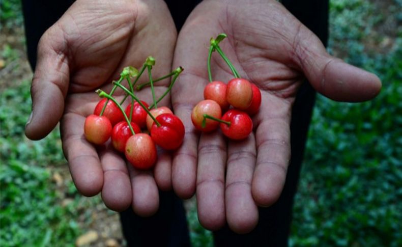 Sezonun ilk kirazı çıktı... El yakıyor