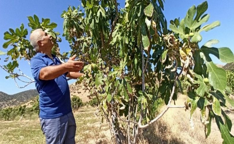 Sıcaklıklar incirin rekolte ve kalitesini etkiledi