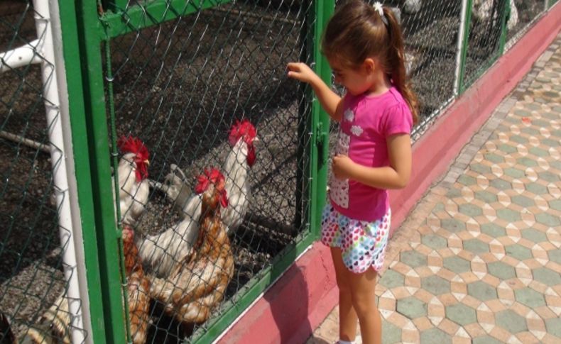 Sıcaktan bunalan hayvanlar hortumla serinletiliyor