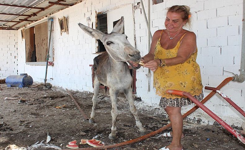 Şiddet gören eşeği sahiplendi, adına 'Elmas' dedi