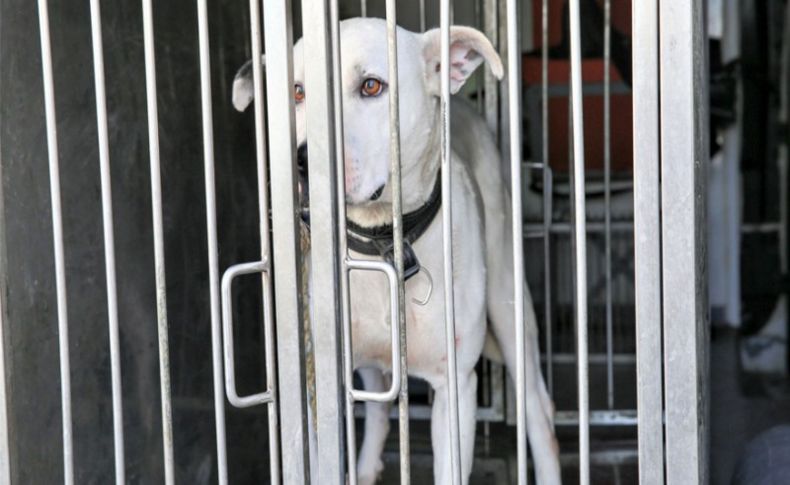 Şiddet mağduru köpeğe Buca Belediyesi sahip çıktı