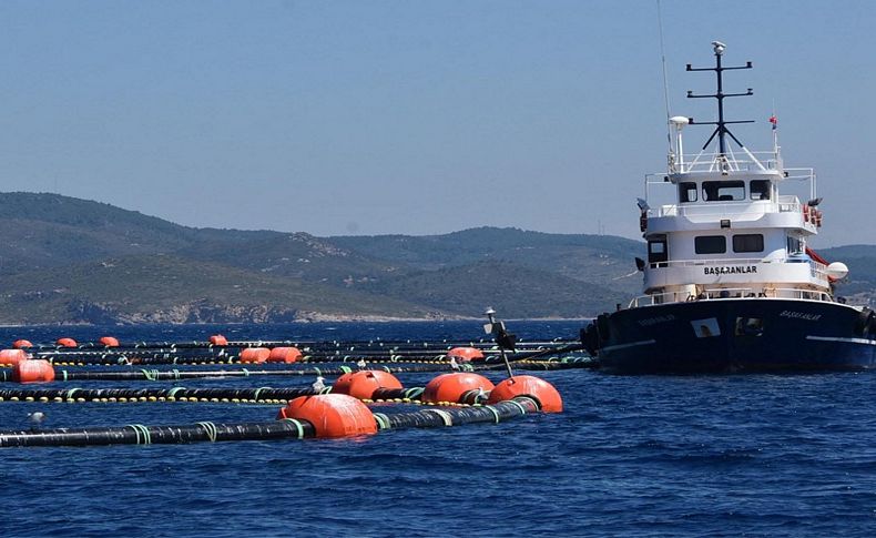 Danıştay son sözü söyledi! Sığacık'ta orkinos çiftliği zaferi