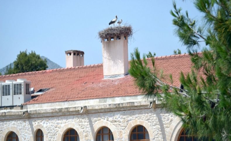 Silifke'de leylekler tarihi yerleri mesken tuttu