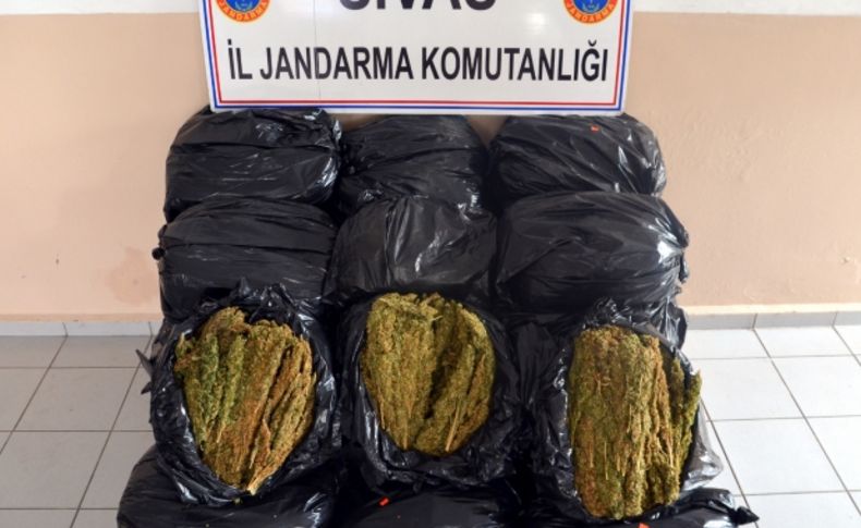 Sivas’ta esrar operasyonu