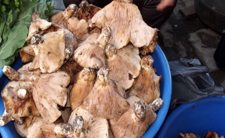 Söğüt ve Geyik mantarı pazarda yerini aldı