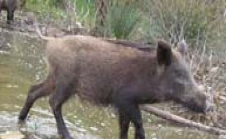 Söke'de aç kalan domuzlar pamuk tarlalarına indi