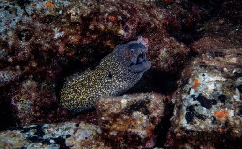 Su altı tutkunlarının yeni gözdesi Karaburun