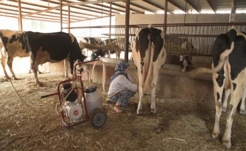 Süt üreticileri kendilerine ilk kez kapılarını açan Çin'de kalıcı olmak istiyor