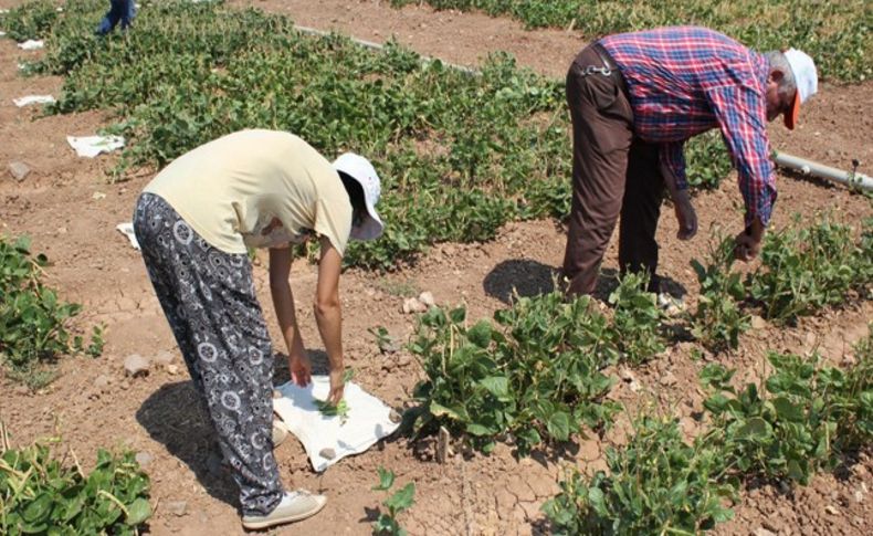 İzmir'de 'Tarla Günü'nde organik ürün bereketi