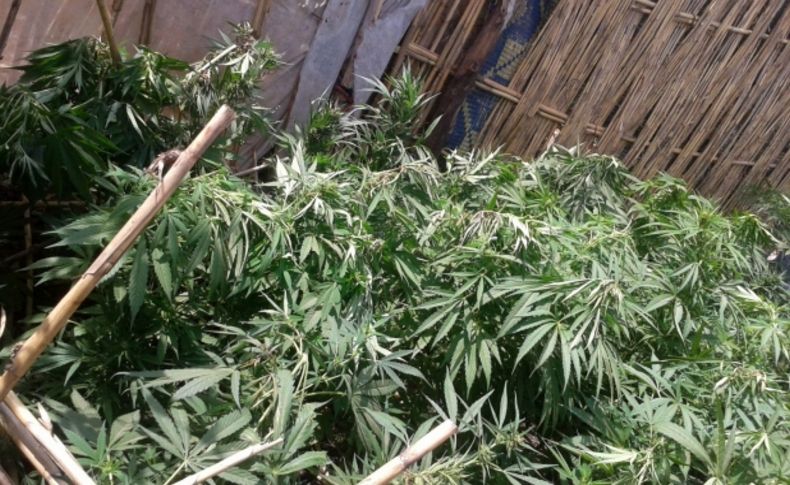 Tarsus'ta 710 kök kenevir ele geçirildi