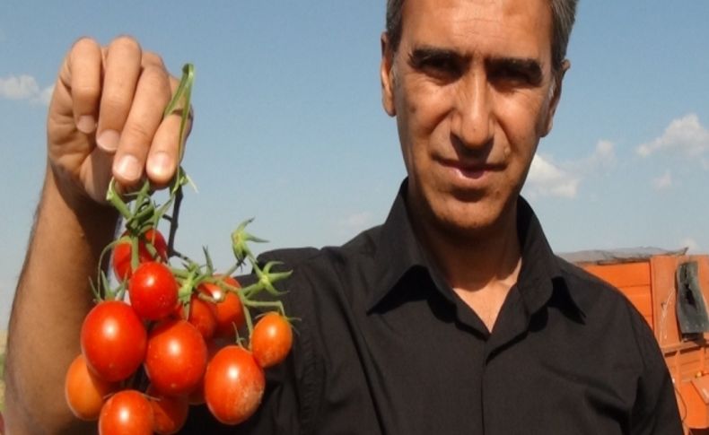 Tatvan’da domates hasadı başladı