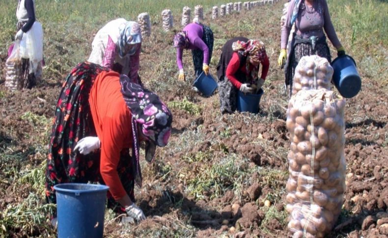 Tavas Ovası'nın ilk patates hasadı başladı