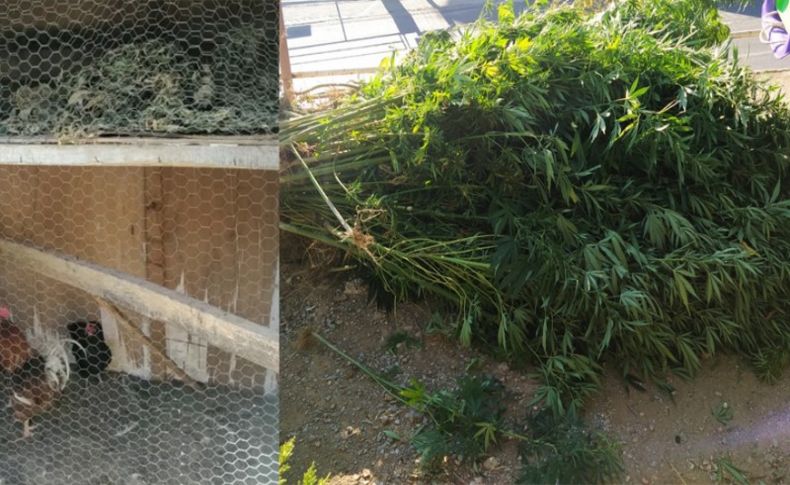 Tavuk kümesinden 1.5 kilo esrar çıktı