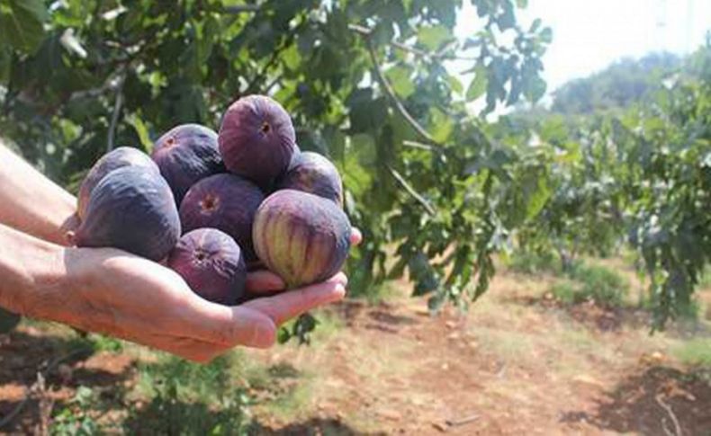 Taze incir ihracatından 39 milyon dolar