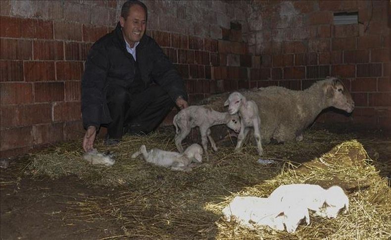 Tek batında 6 kuzu doğurdu