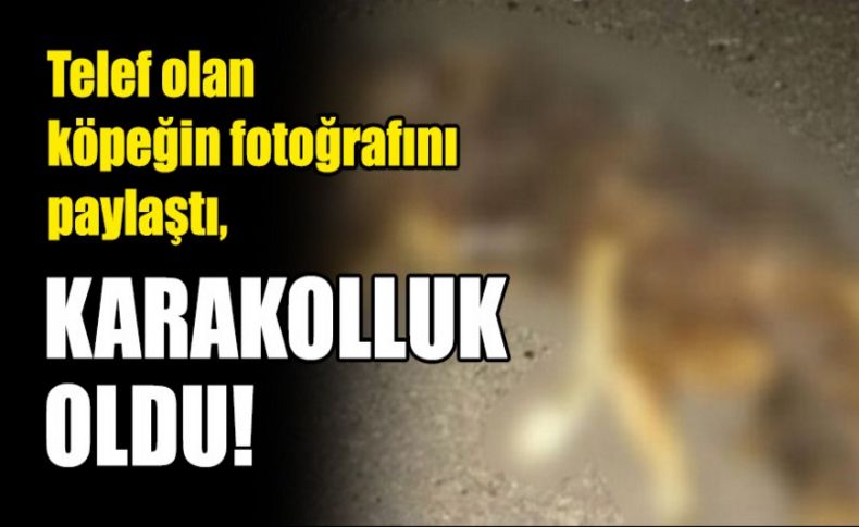 Telef olan hayvanın fotoğrafını paylaştı, karakolluk oldu!