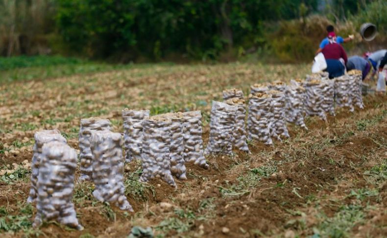 Tescilli Ödemiş patatesinde hasat sürüyor