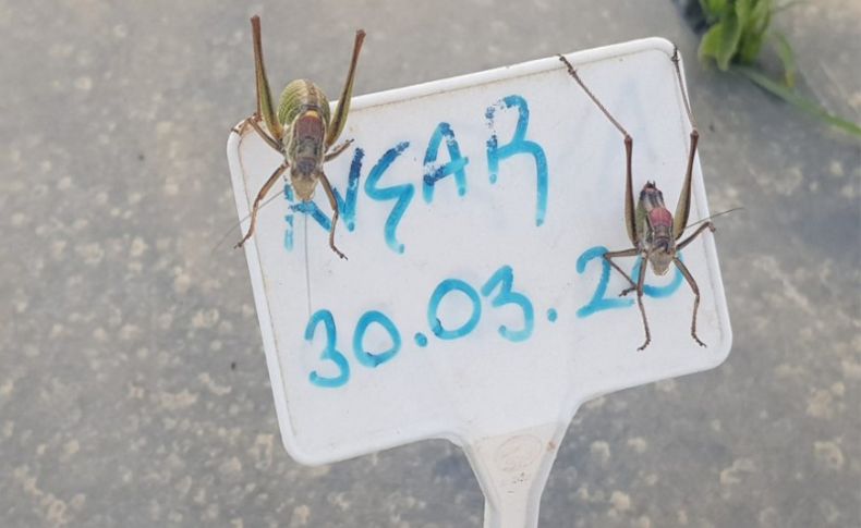 Tire'de çekirgeler, Akarca Ovası'nı istila etti